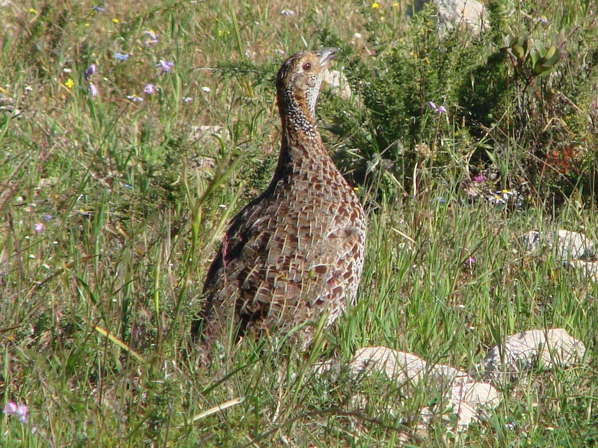 Gray-winged Francolin - ML507612311