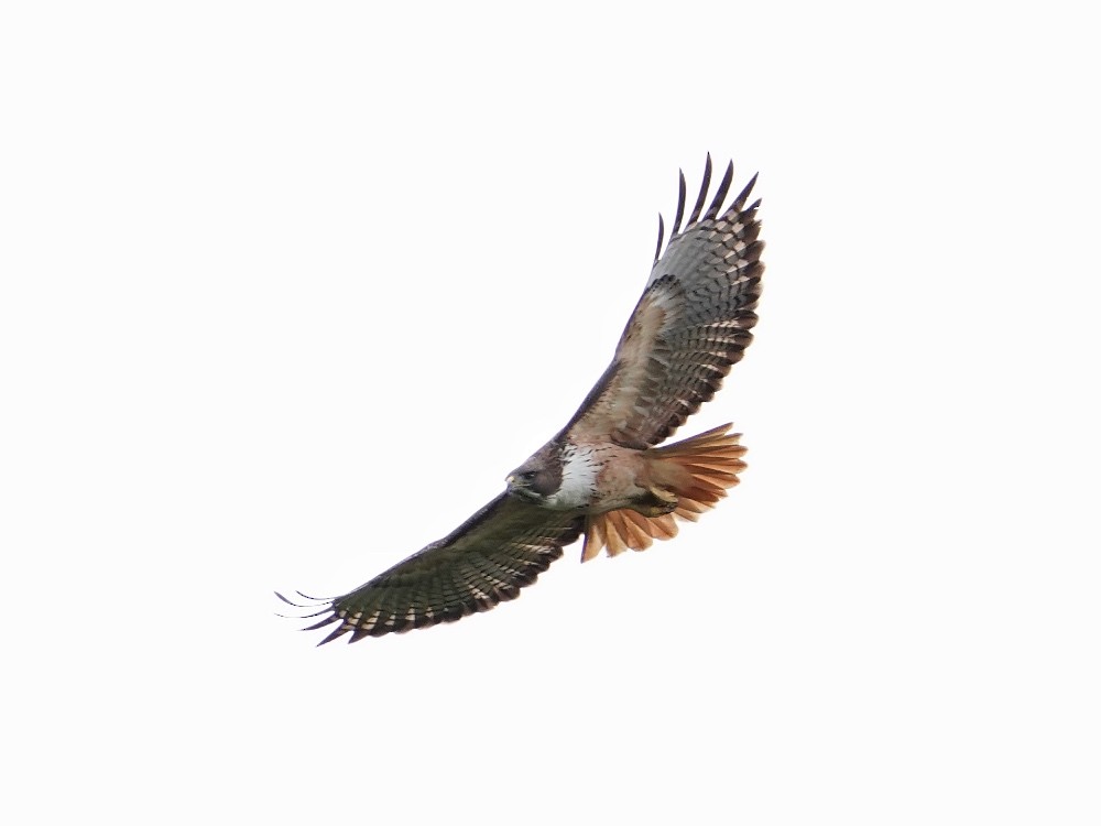 Red-tailed Hawk - Carlos Ulate