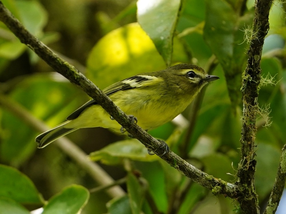 Yellow-winged Vireo - Carlos Ulate