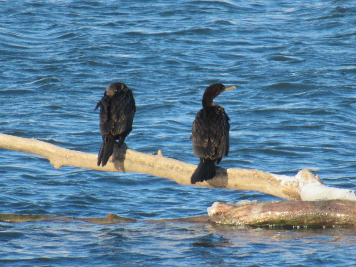 Double-crested Cormorant - ML507613371