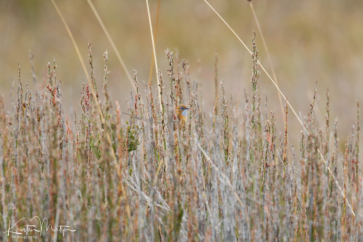 Southern Emuwren - ML507615671