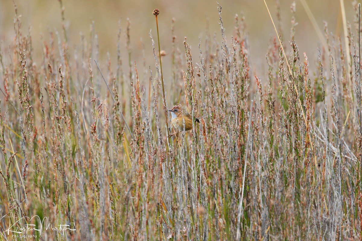 Southern Emuwren - ML507615691