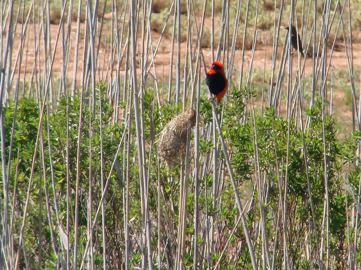 Southern Red Bishop - ML507615711
