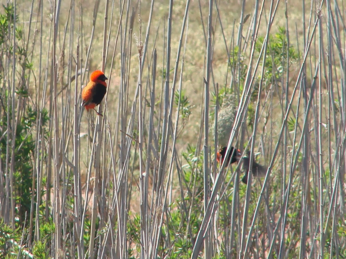 Southern Red Bishop - ML507615721