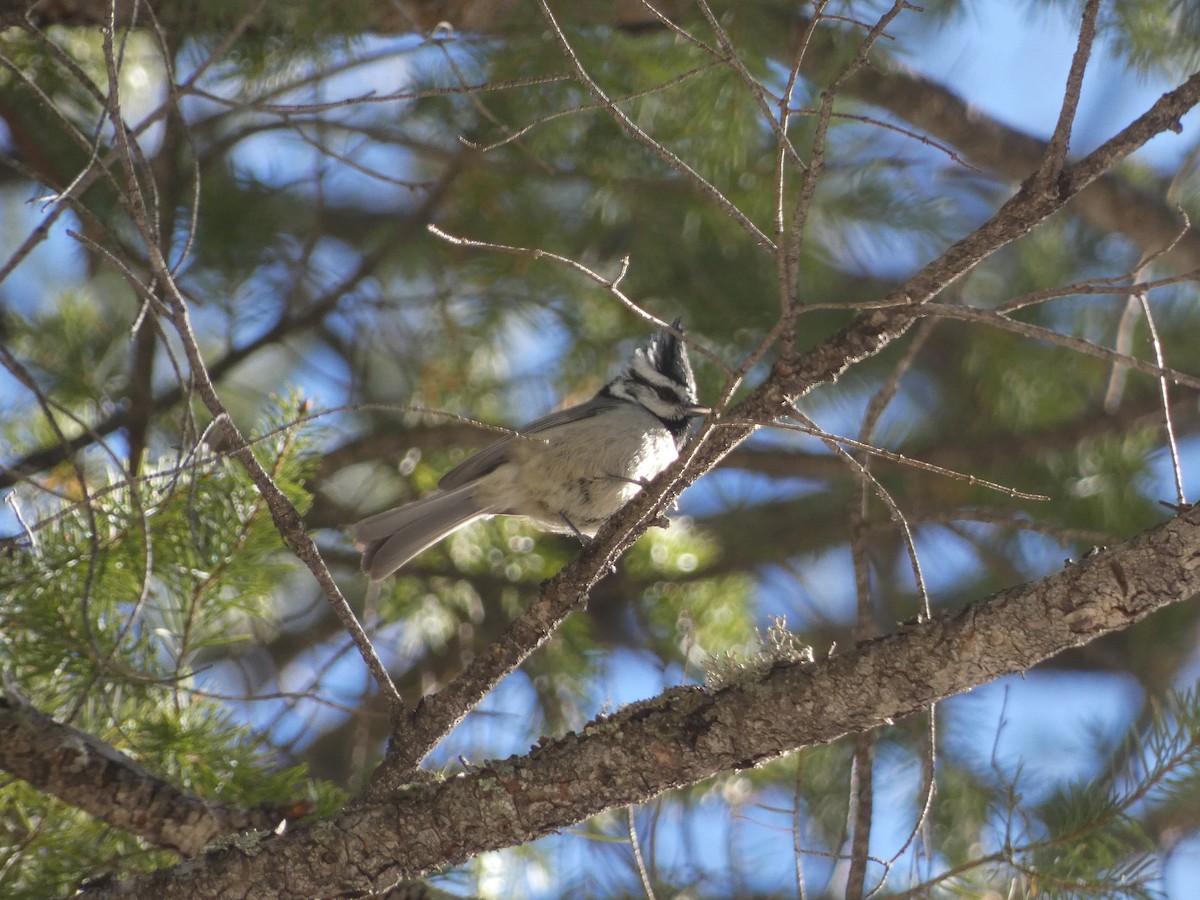 Bridled Titmouse - ML507616151