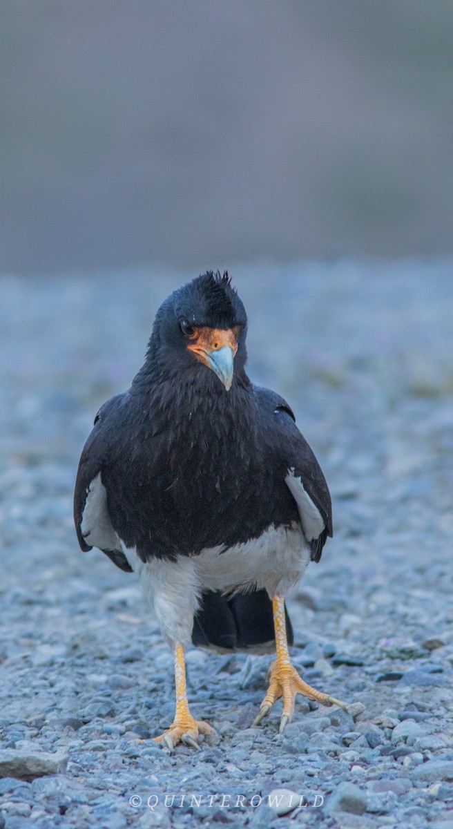 Caracara montagnard - ML507617301