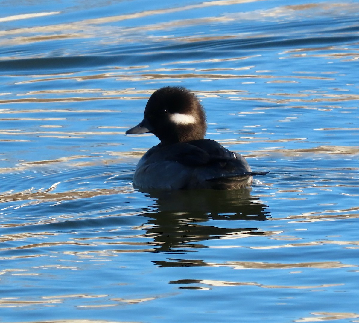 Bufflehead - ML507618251