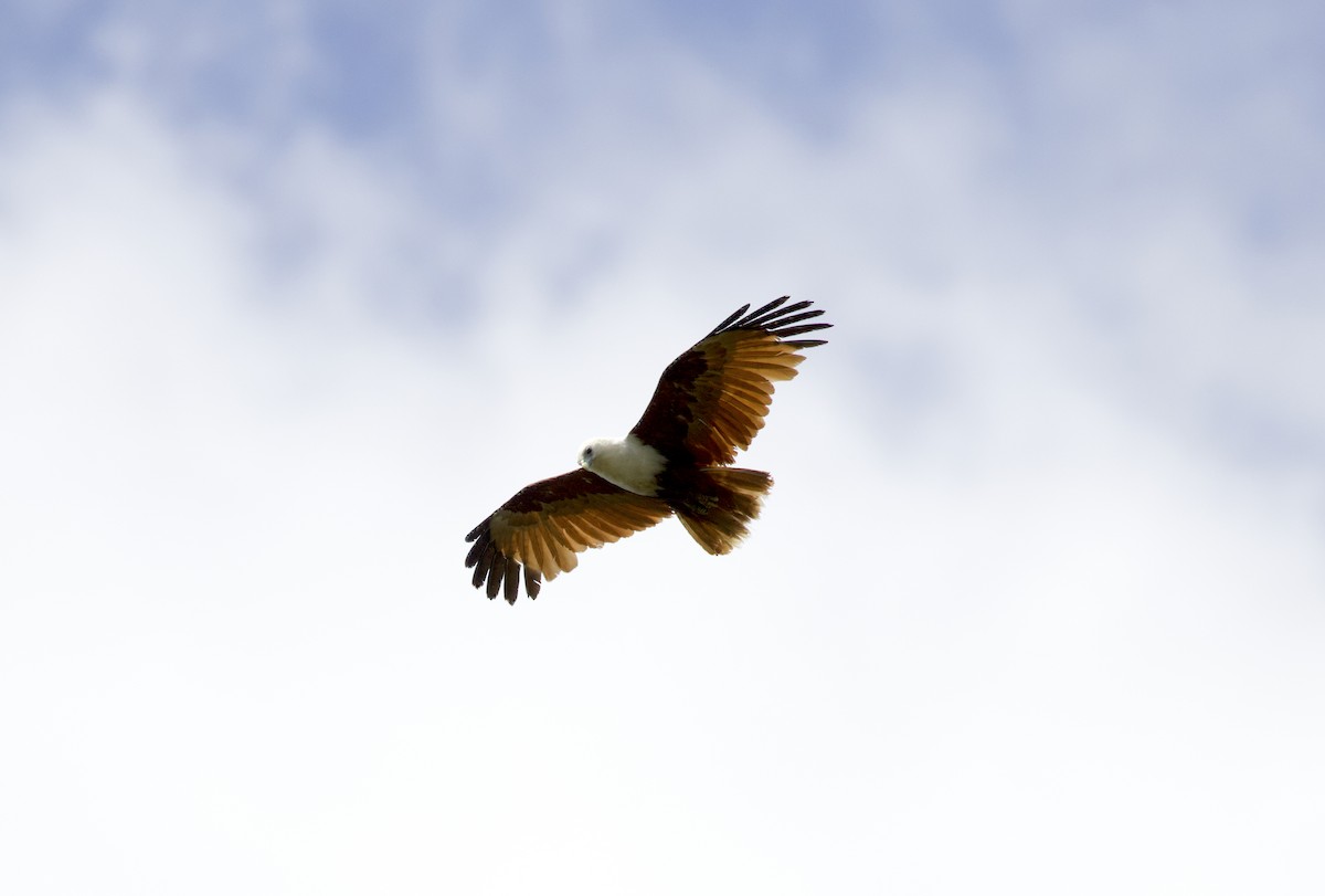 Brahminy Kite - ML507618291