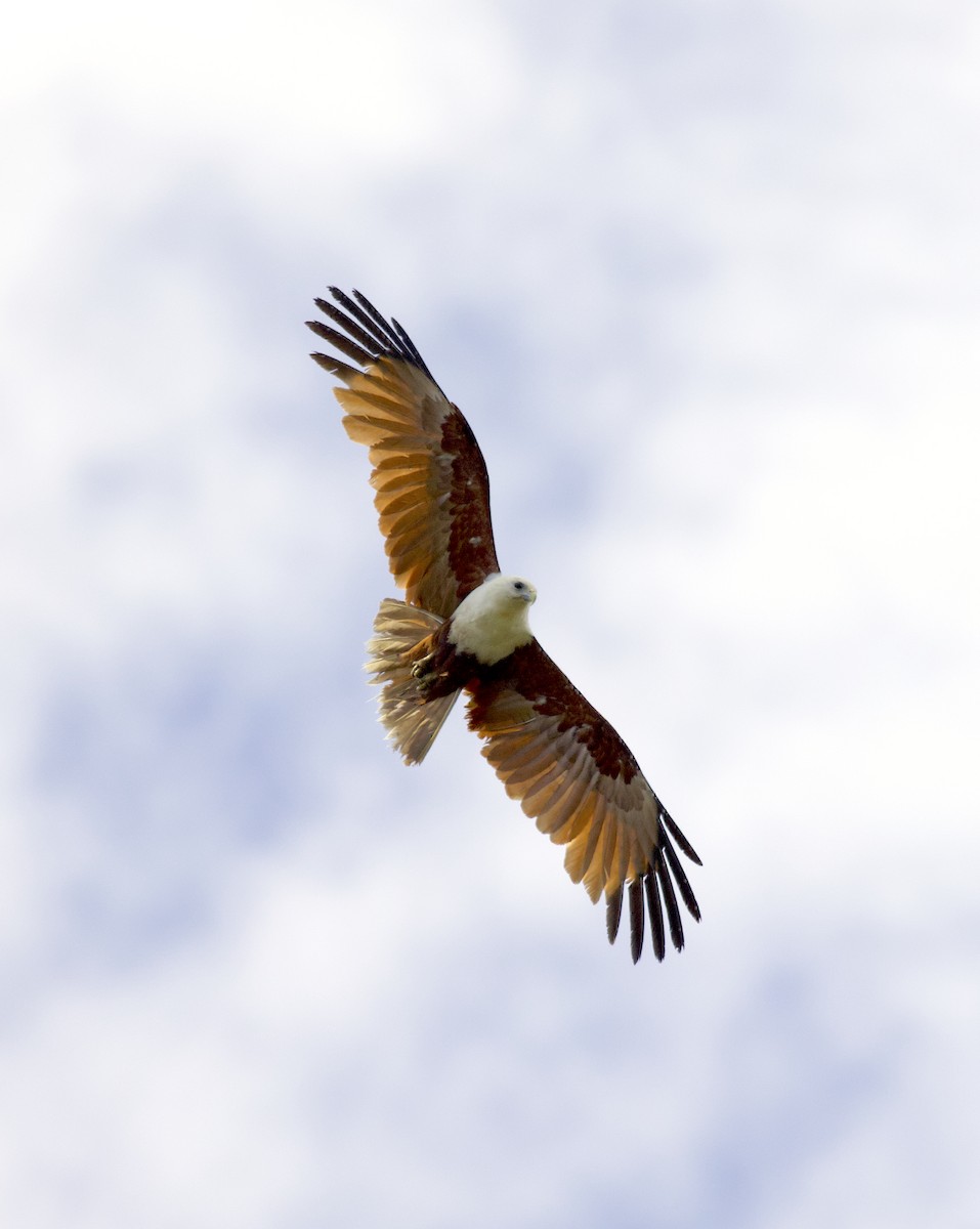 Brahminy Kite - ML507618301