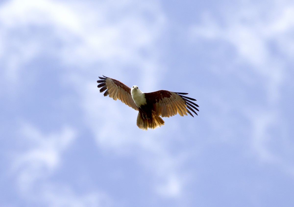 Brahminy Kite - ML507618311