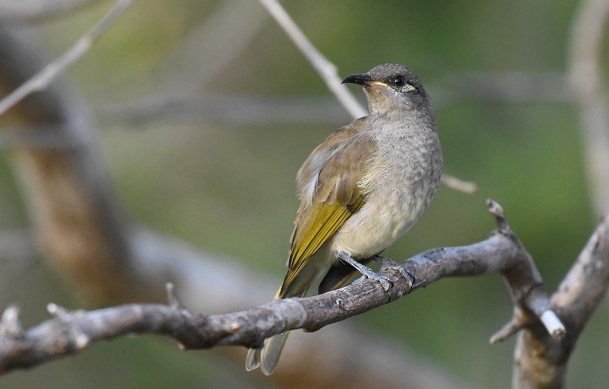 Brown Honeyeater - Terence Alexander