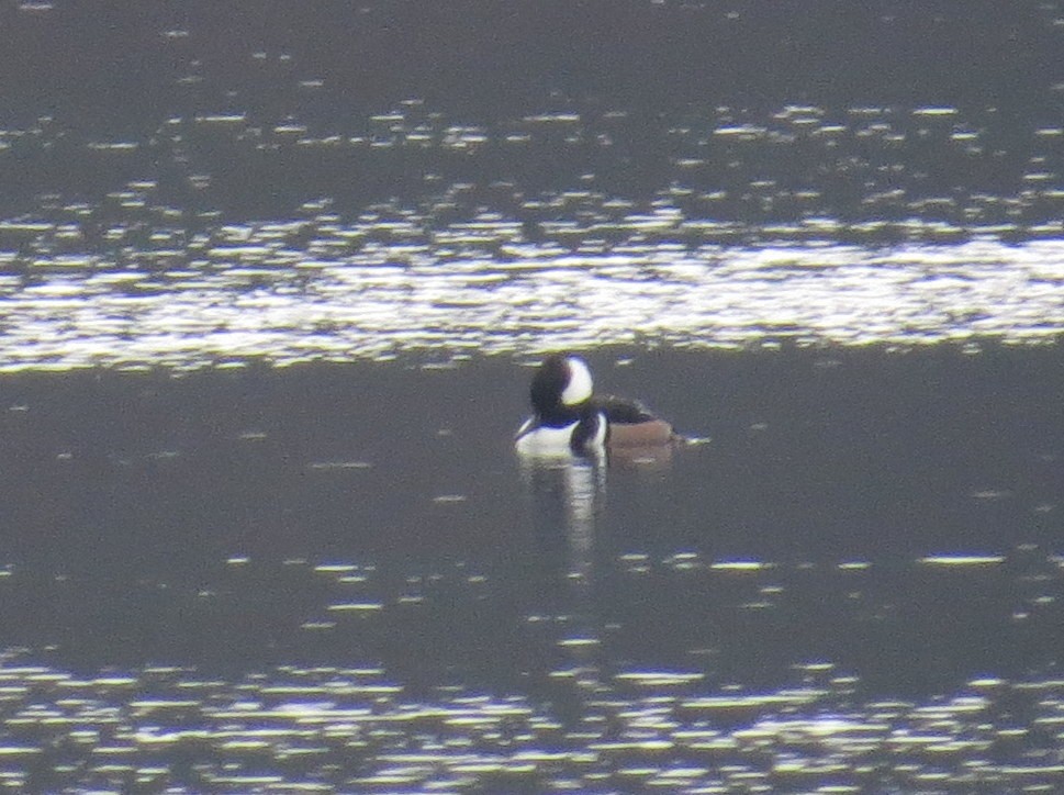 Hooded Merganser - ML507622081