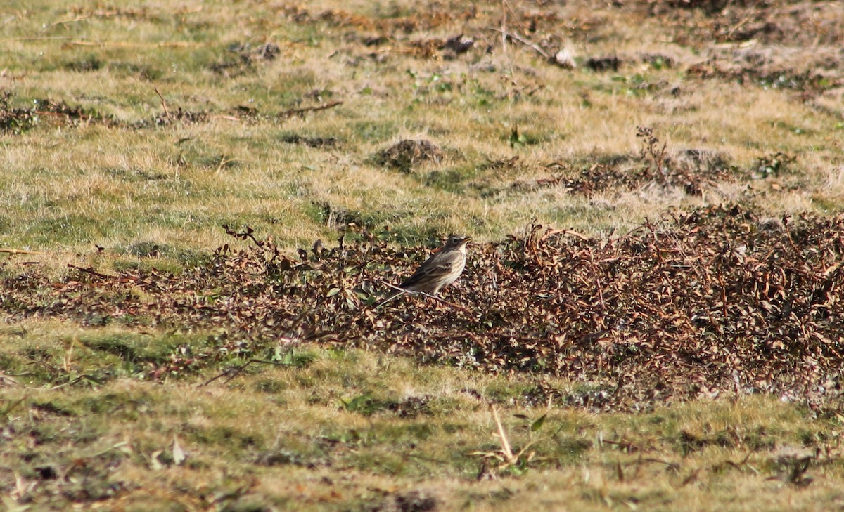 American Pipit - ML507623081