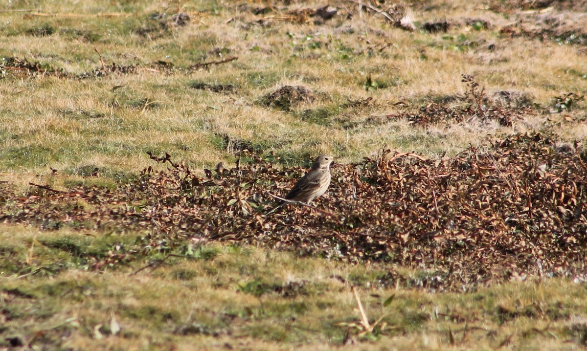 American Pipit - ML507623091