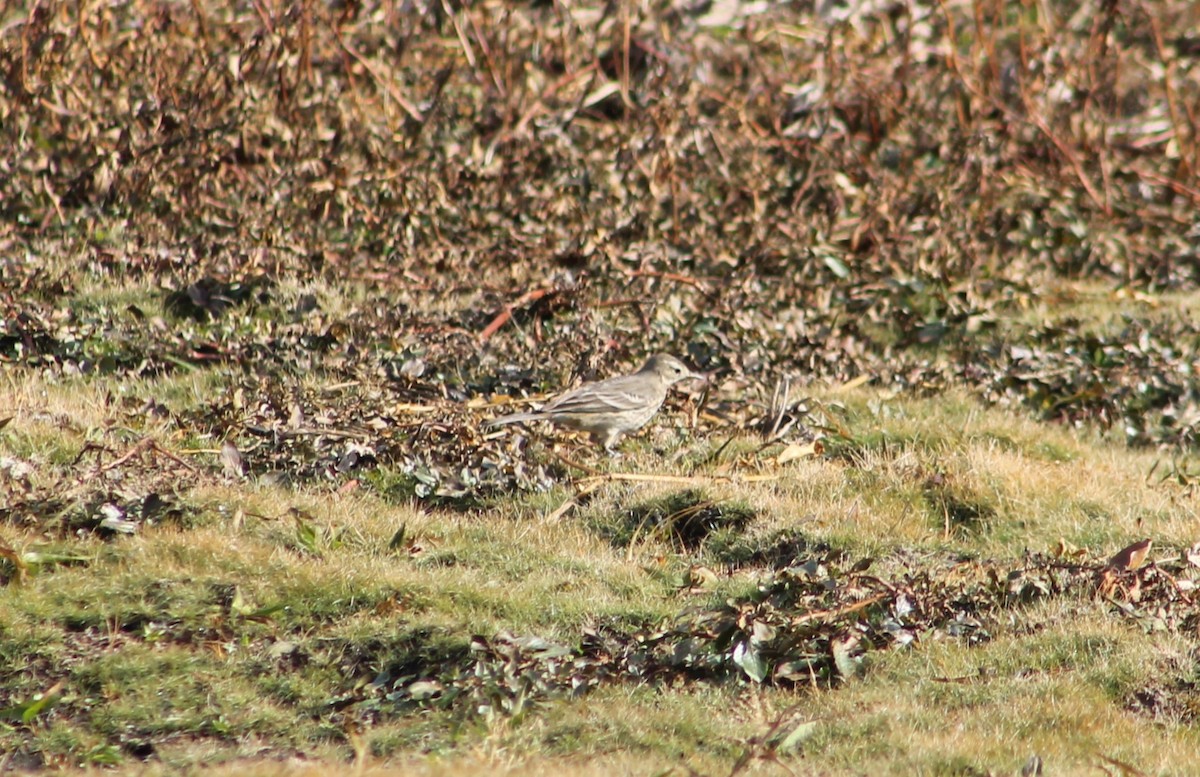 American Pipit - ML507623101