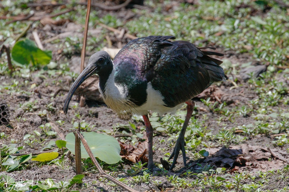 ibis slámokrký - ML507623931
