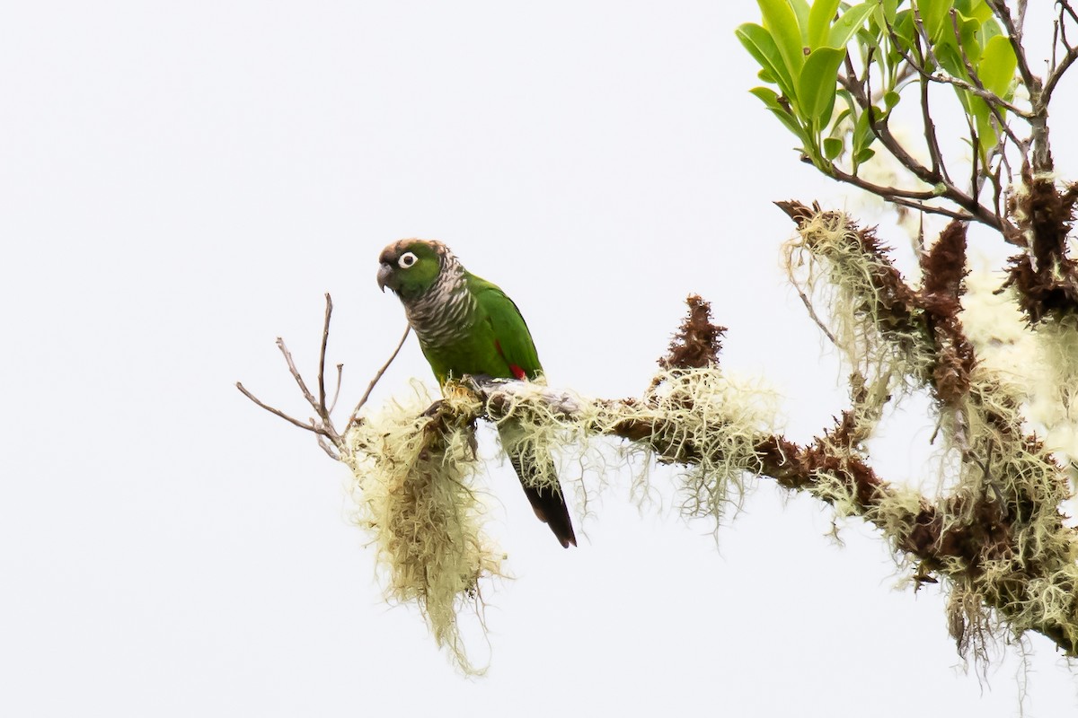 Maroon-tailed Parakeet - ML507624141