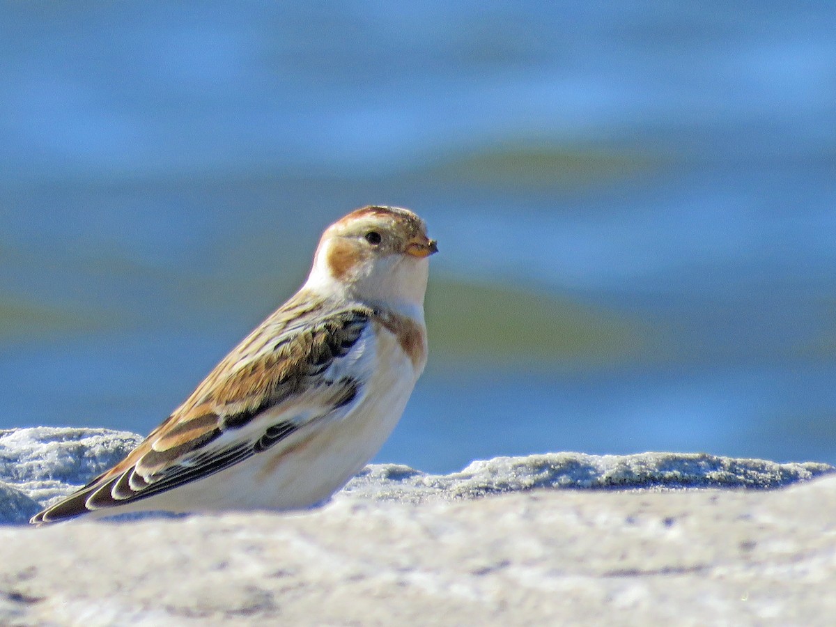 Snow Bunting - Sue and Alan Young