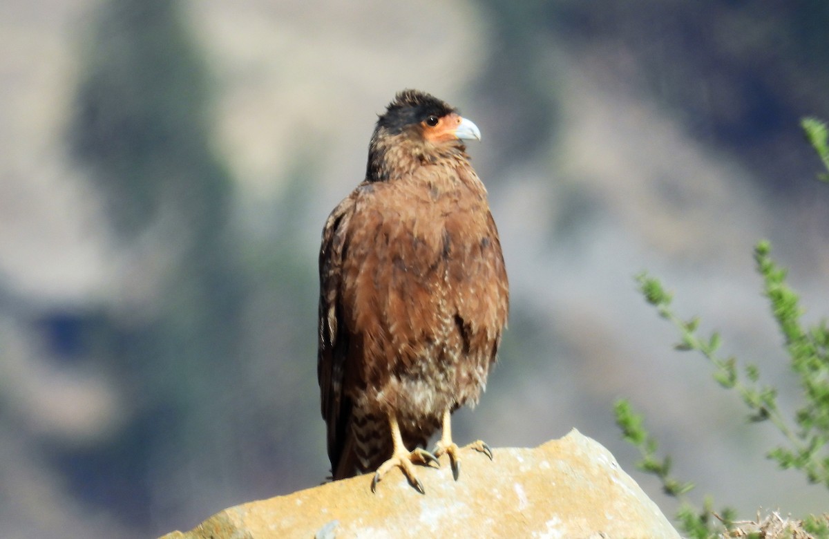 Mountain Caracara - ML507625161