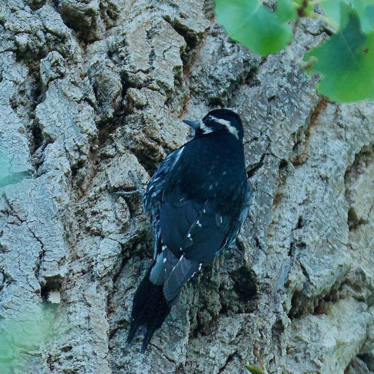 Williamson's Sapsucker - ML507625581