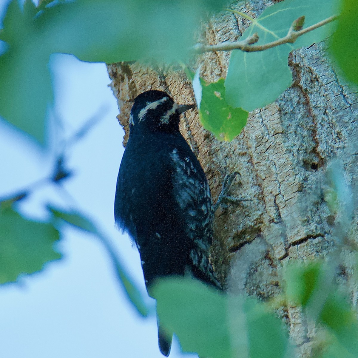 Williamson's Sapsucker - ML507625591