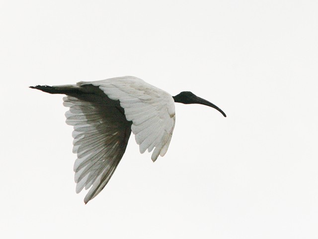 ibis černohlavý - ML507625771