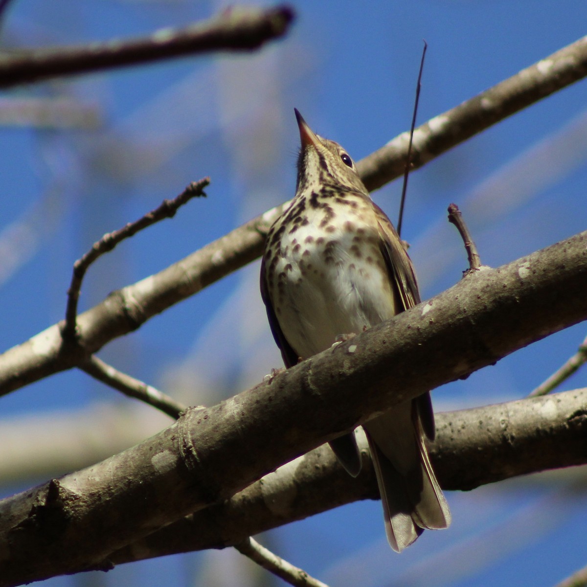 Hermit Thrush - ML507626351
