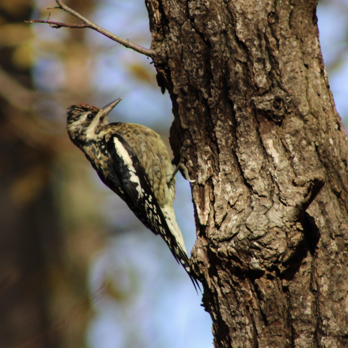 Yellow-bellied Sapsucker - ML507626391