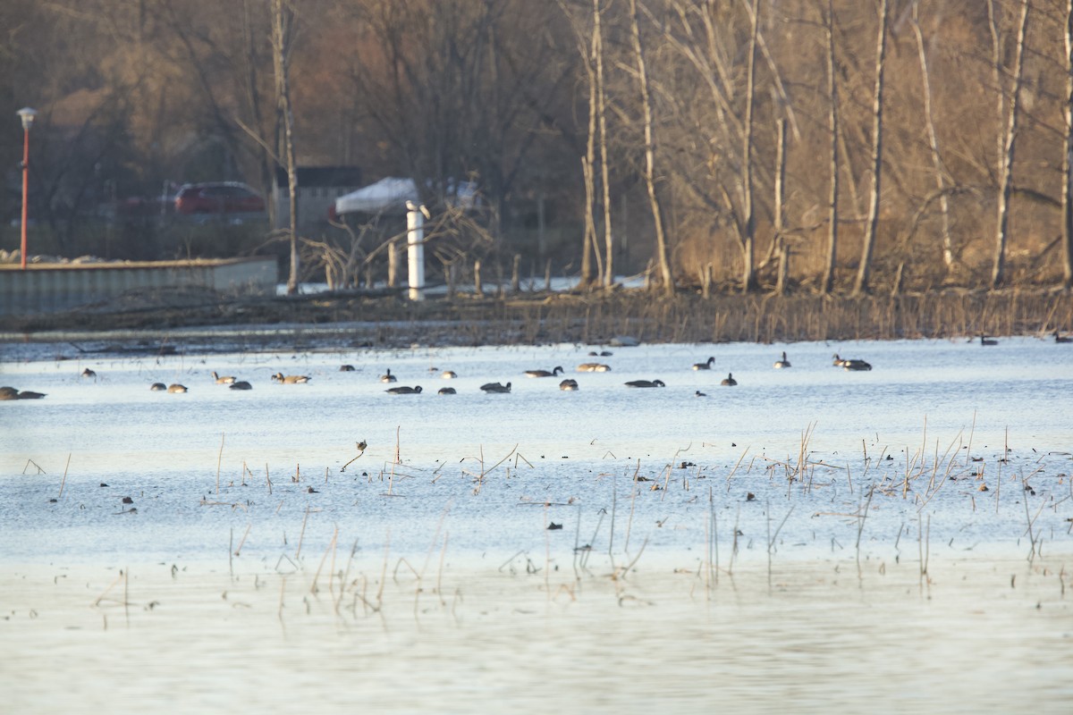 eBird Checklist - 26 Nov 2022 - Lake Erie Metropark--Detroit River Hawk 