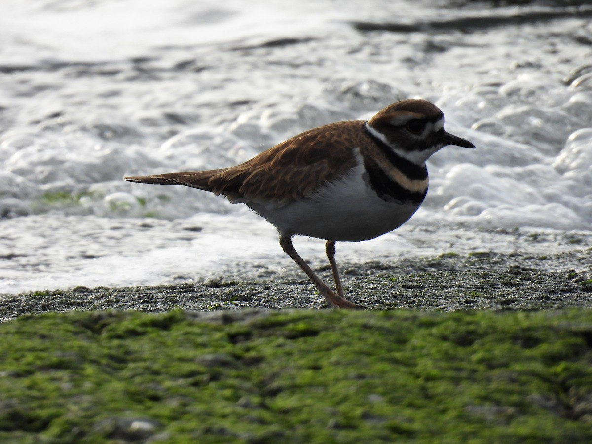 Killdeer - ML507626751