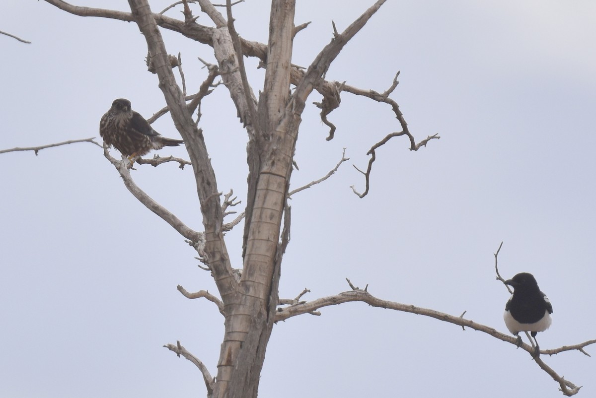 コチョウゲンボウ（columbarius） - ML507626841