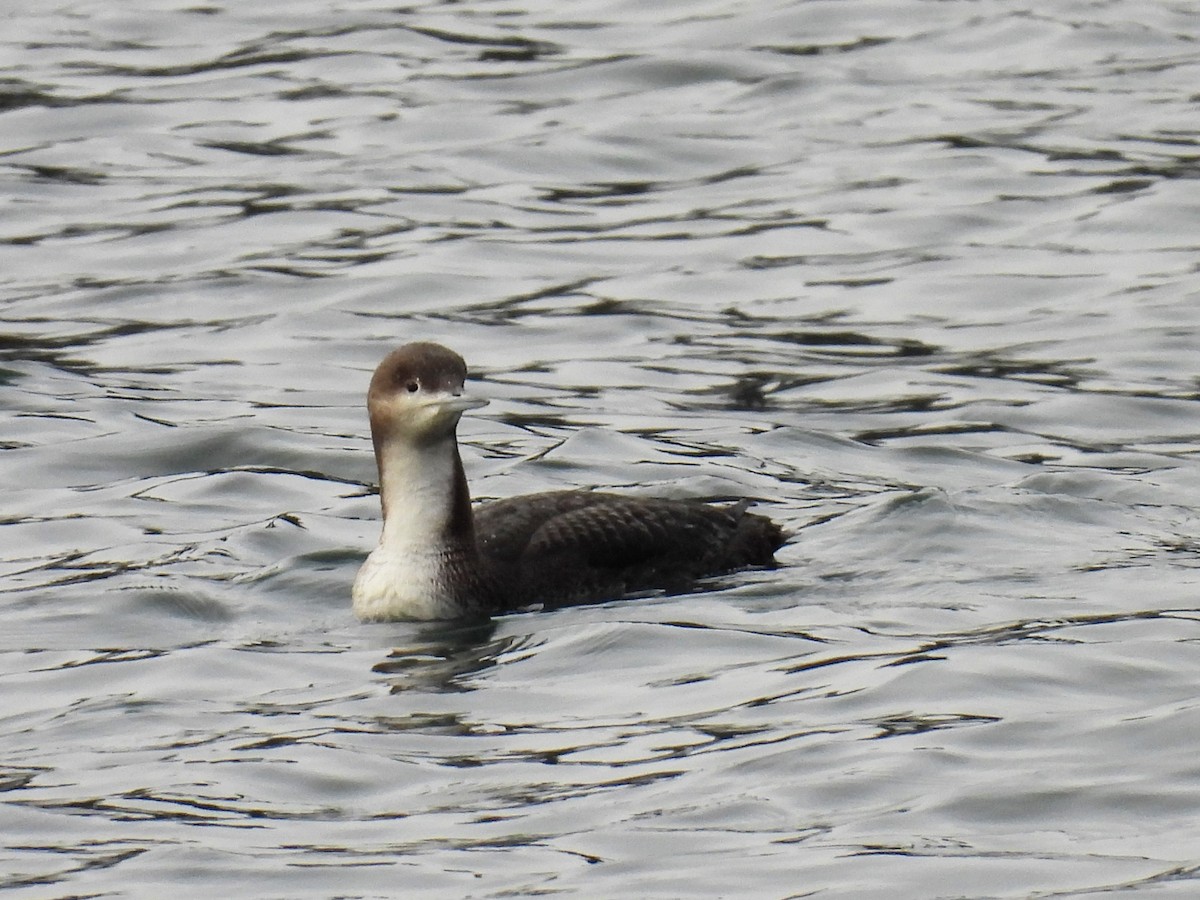 Pacific Loon - ML507627001