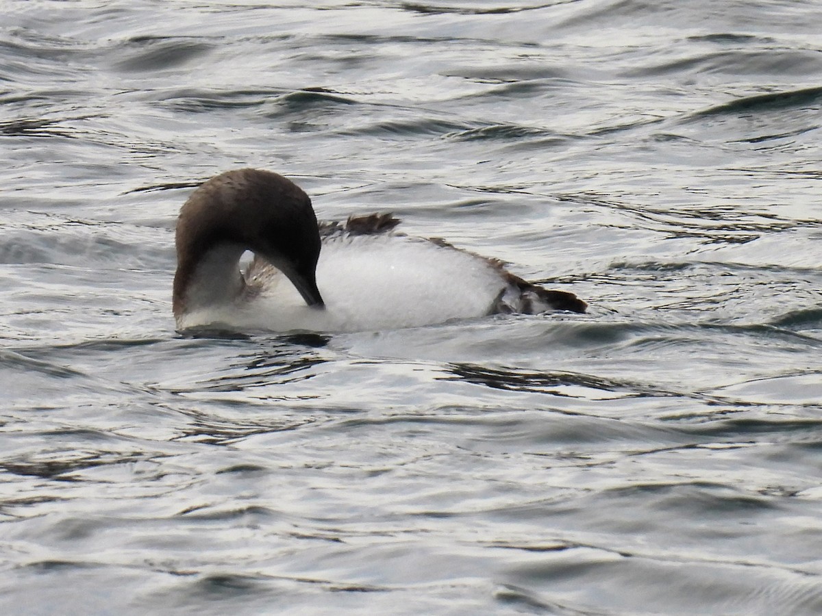 Pacific Loon - ML507627011