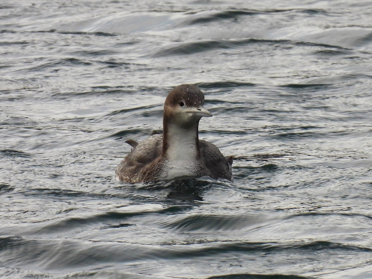 Pacific Loon - ML507627021