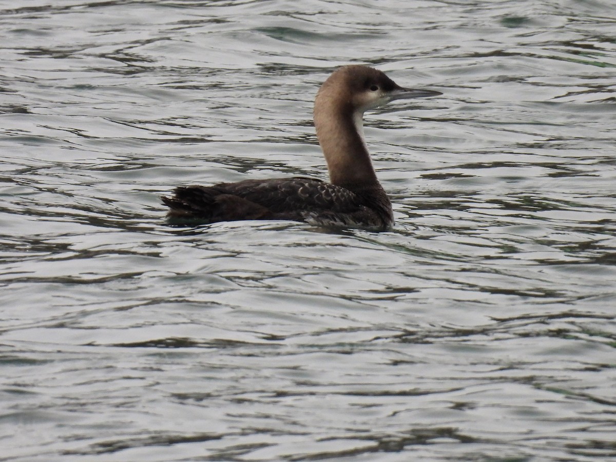 Pacific Loon - ML507627031