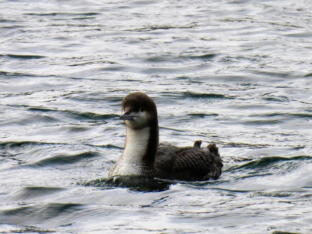 Pacific Loon - ML507627041