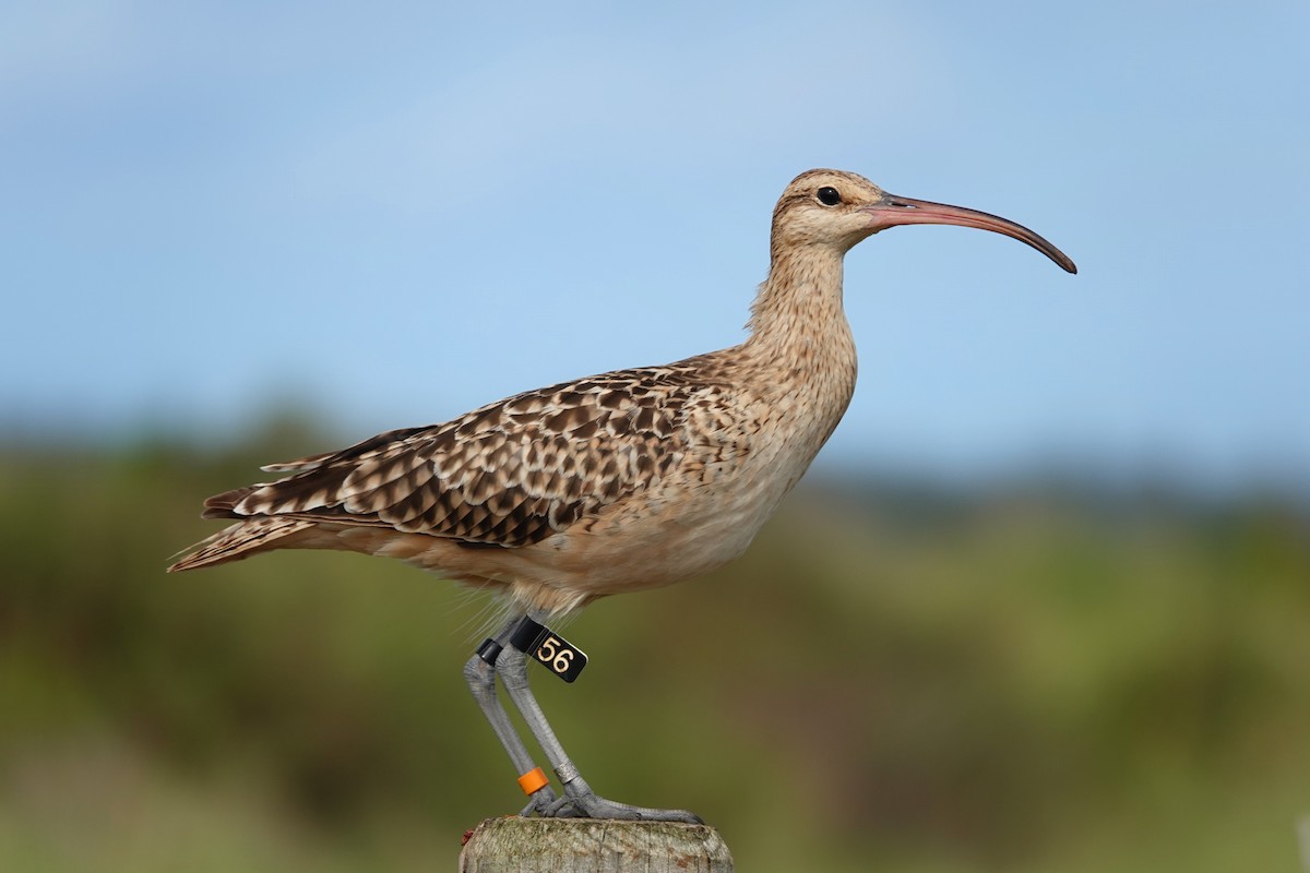 Bristle-thighed Curlew - Nicole McCormick