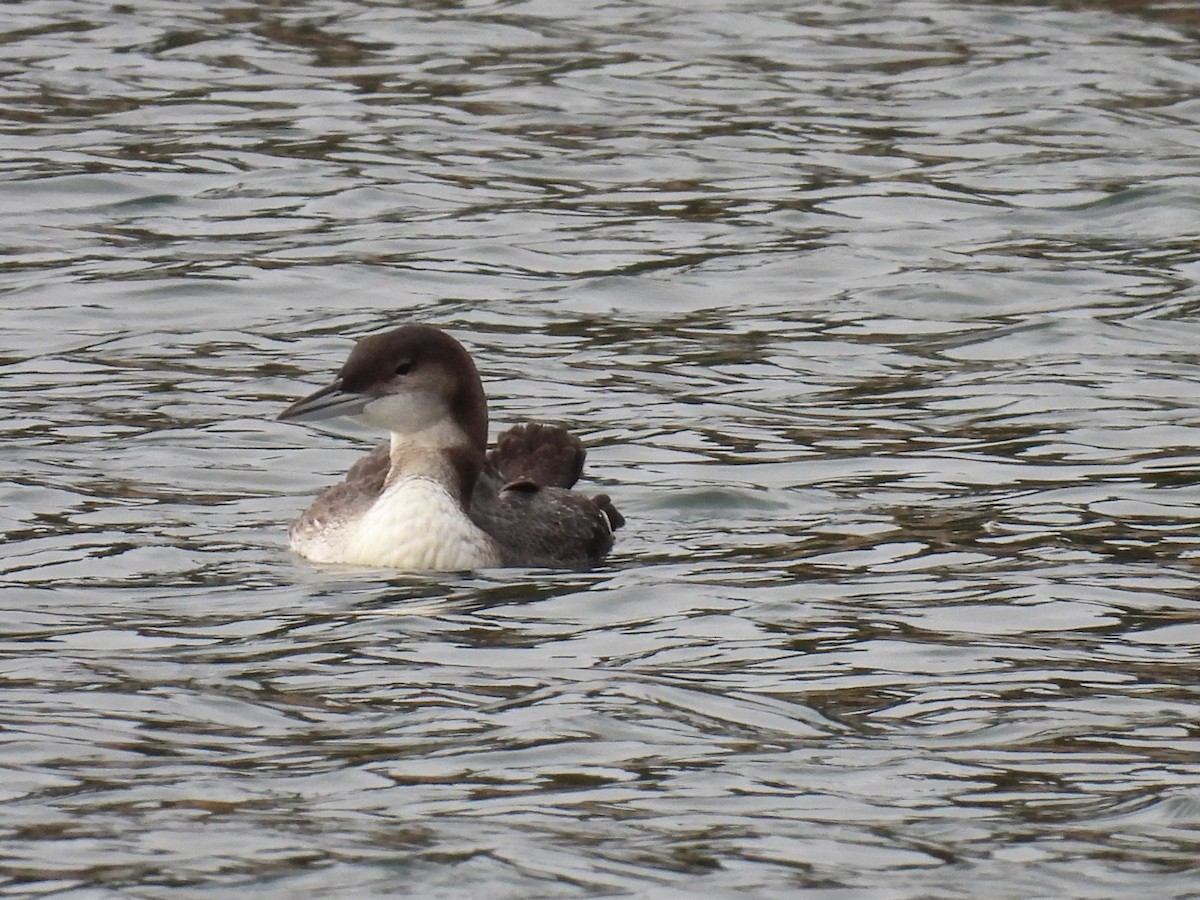 Common Loon - ML507627171