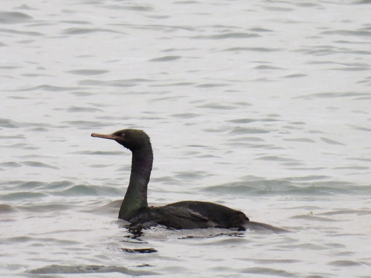 Pelagic Cormorant - ML507627311