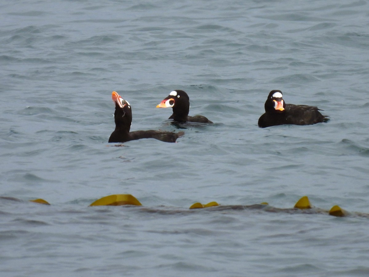 Surf Scoter - ML507628851