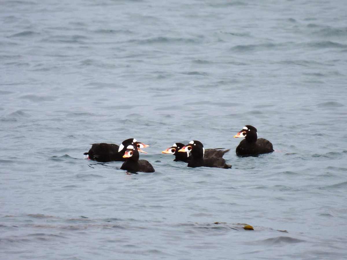 Surf Scoter - ML507628861