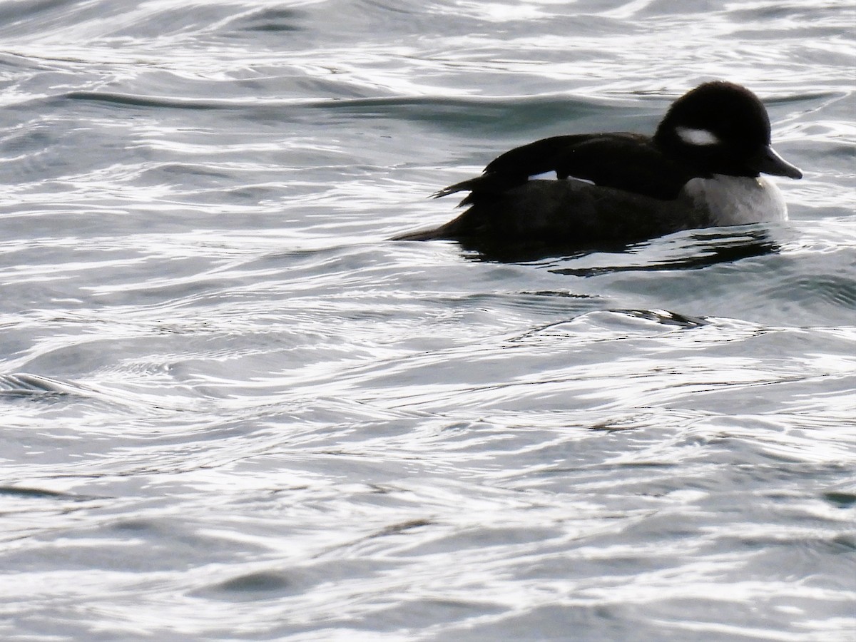 Bufflehead - ML507629021