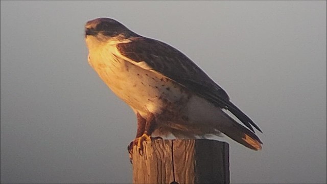 Ferruginous Hawk - ML507629041