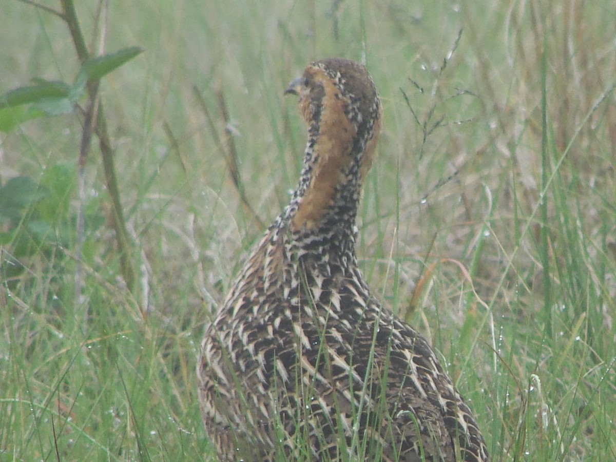 Red-winged Francolin - Peter Bono