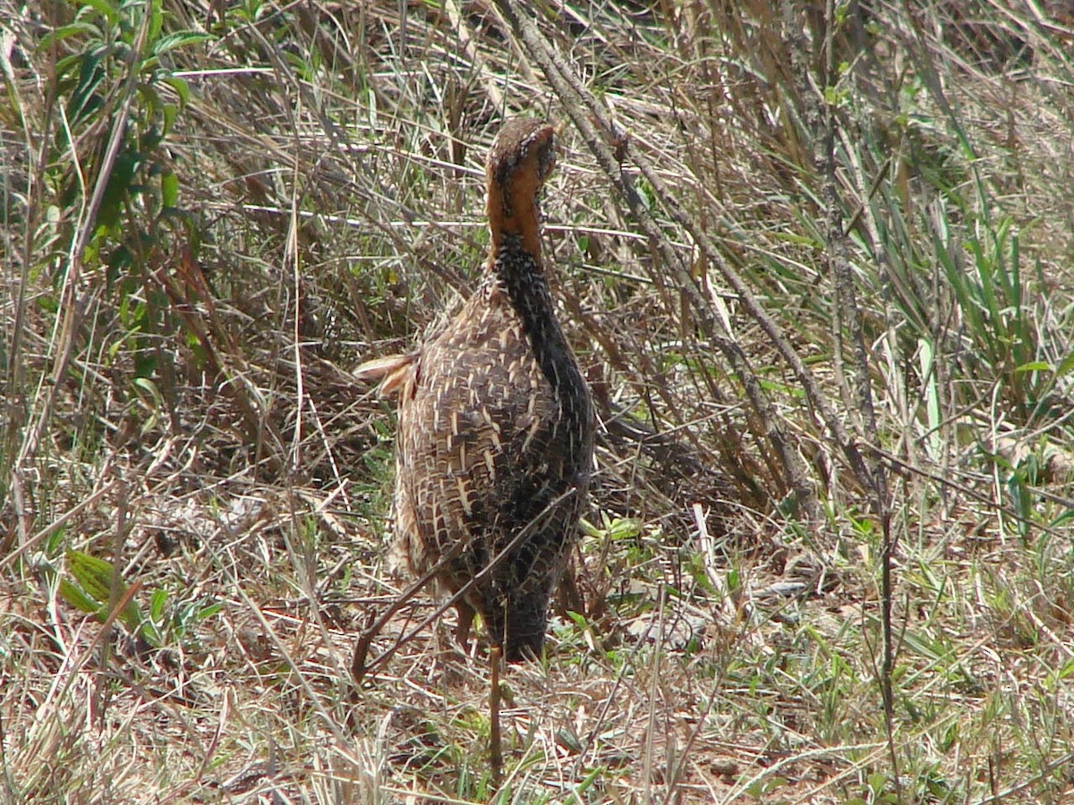 Red-winged Francolin - Peter Bono