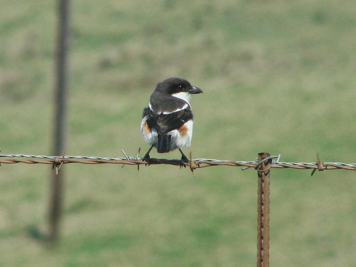 Southern Boubou - Peter Bono