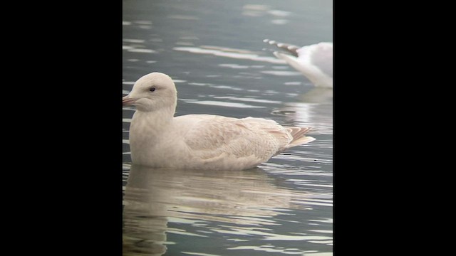 American Herring x Glaucous Gull (hybrid) - ML507631431