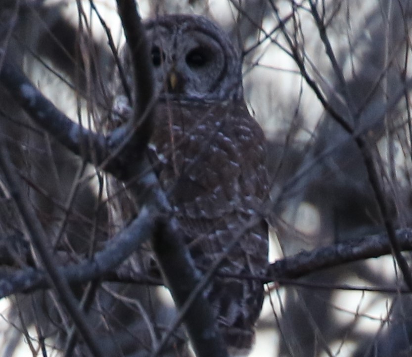 Barred Owl - maggie peretto