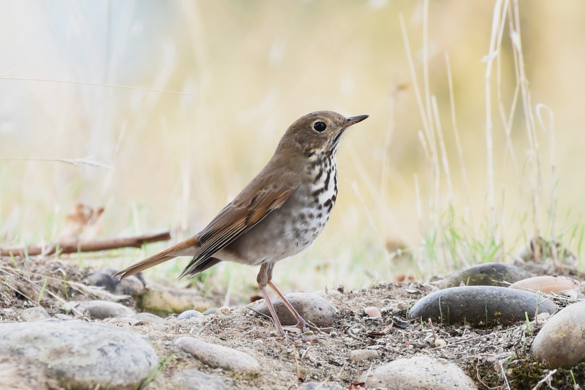 Hermit Thrush - ML507633571