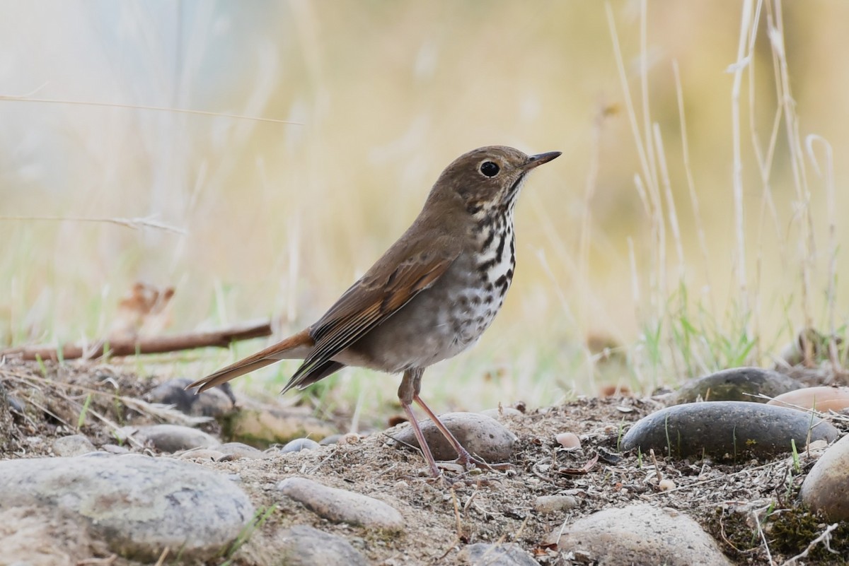 Hermit Thrush - ML507633581